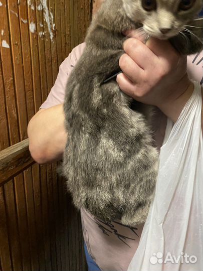 Шотланский вислоухий котенок