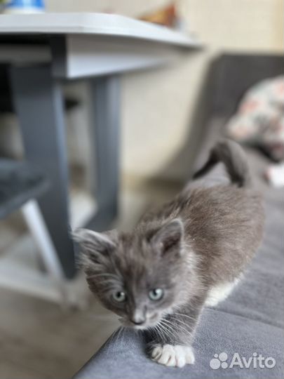 Котенок в дар