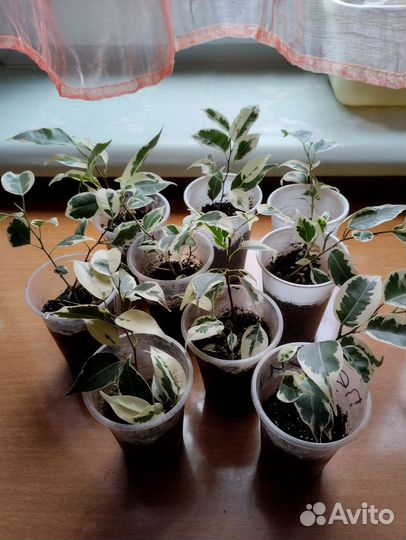 Комнатные цветы