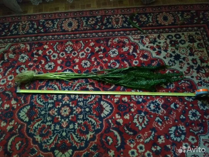 Криптокорина Апоногетонолистная(гиганская)