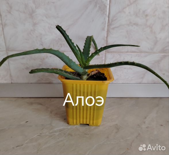 Комнатные цветы