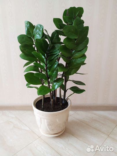 Замиокулькас, денежное дерево