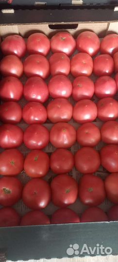 Помидор розовый