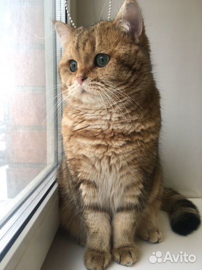 Вязка с шотландским котиком
