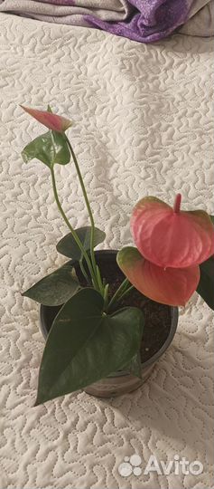 Комнатные цветы антуриум