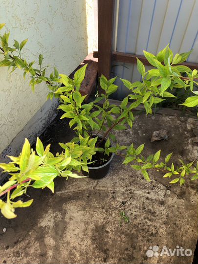 Дерен элегантиссима