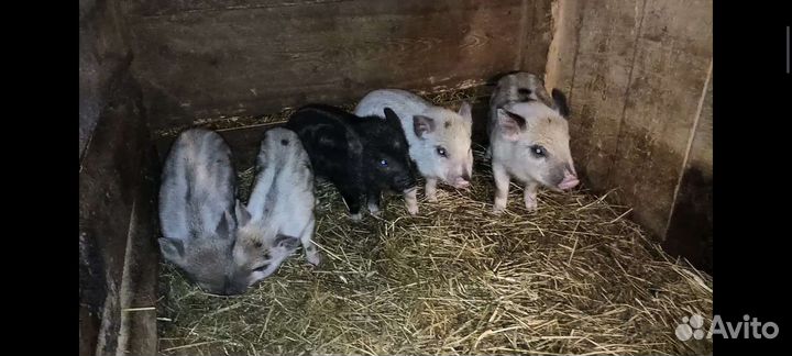 Кастрация поросят