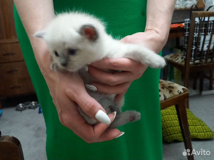 Невская маскарадная