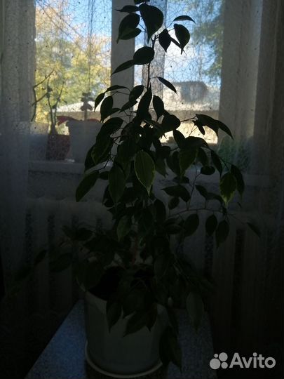 Фикус бенджамина