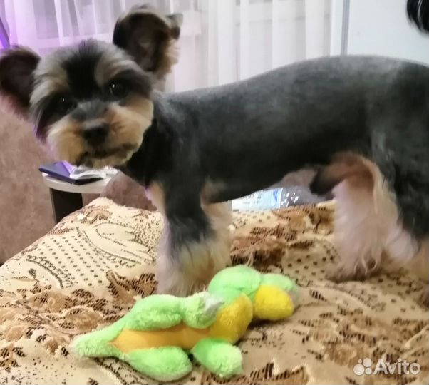 Маленькая собака