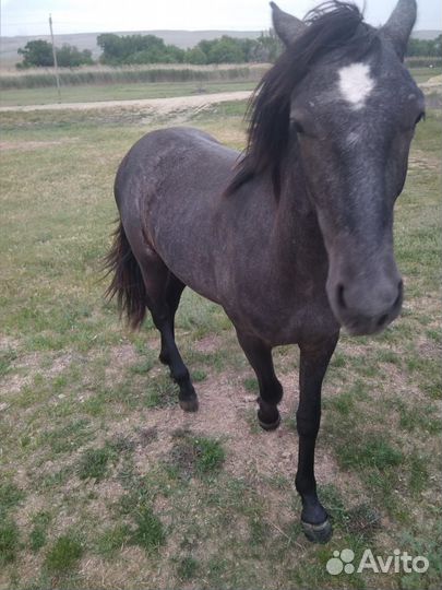 Продам жеребчиеа