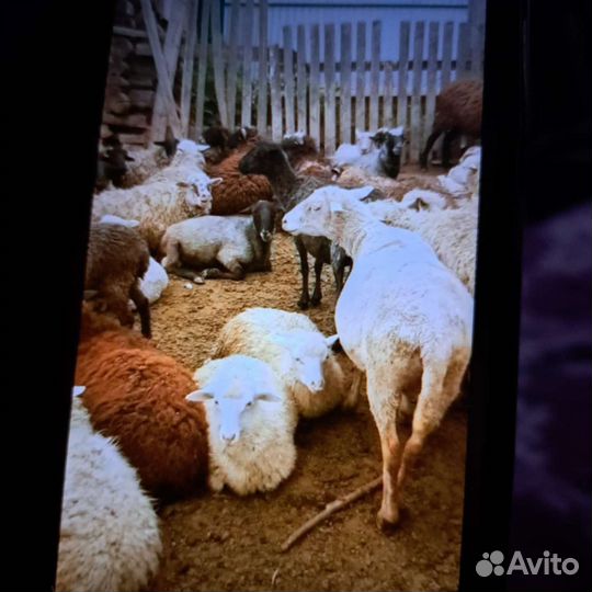 Продаются овцы бараны
