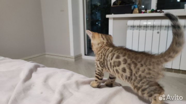 Бенгальская кошка