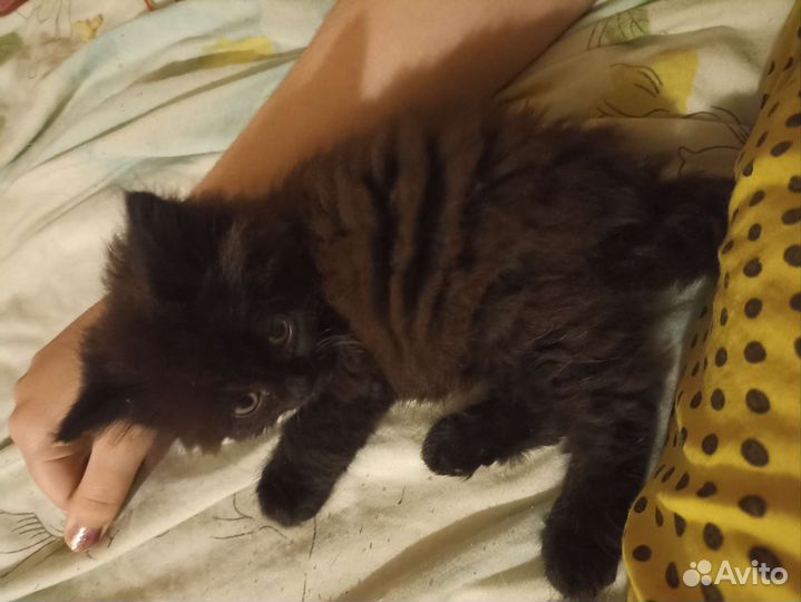 Кошка в дар бесплатно