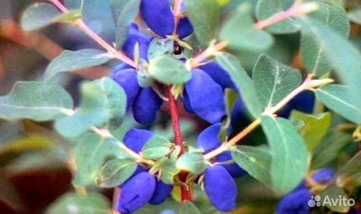 Жимолость сорт Колокольчик