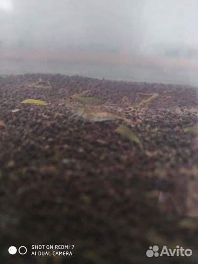 Аквариум укомплектованный