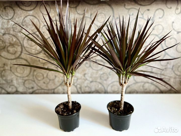 Комнатные цветы драцена Маргинанта Маджента