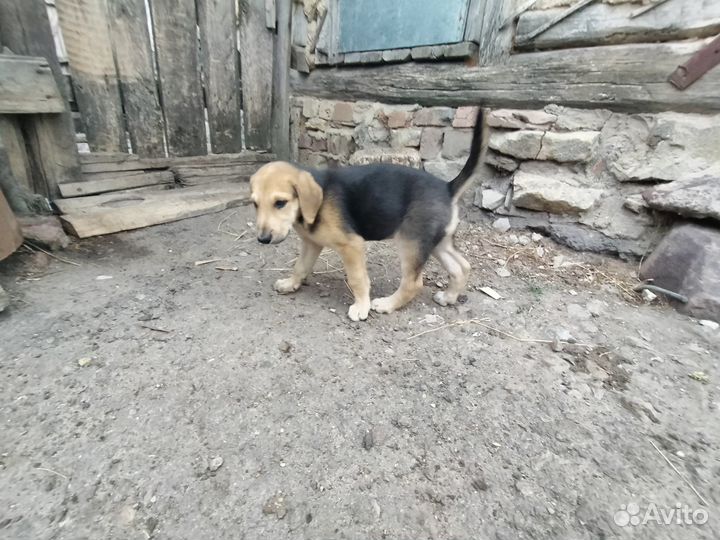 Русской гончей щенок