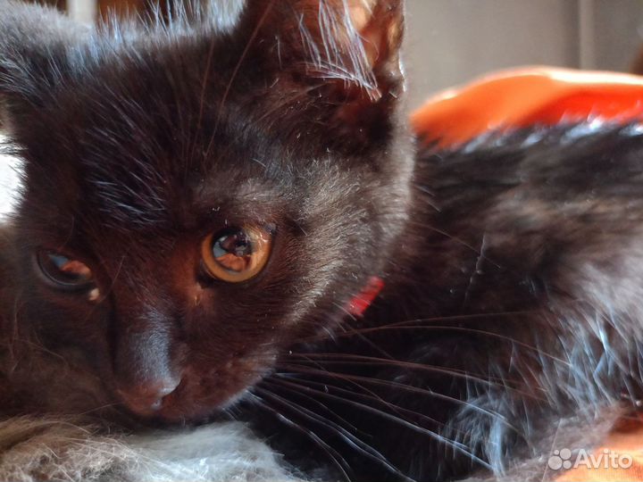 Кошка котенок черная