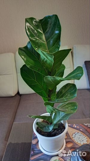 Замиокулькас лонглив, фикус бенж лирата пиперомия