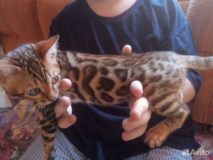 Бенгальские котята
