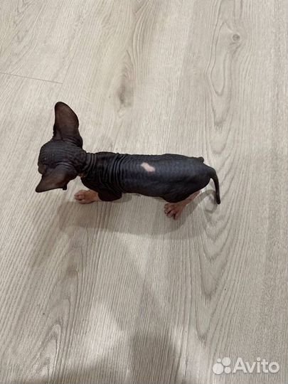 Канадский сфинкс котенок мальчик