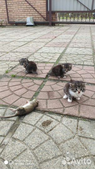 Котята от крысоловов