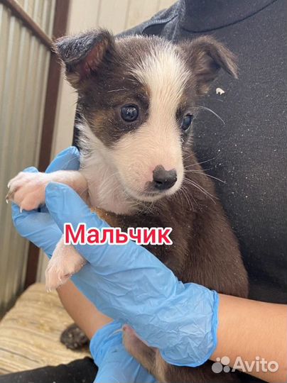 Щенки Чип и Дейл в хорошие руки бесплатно