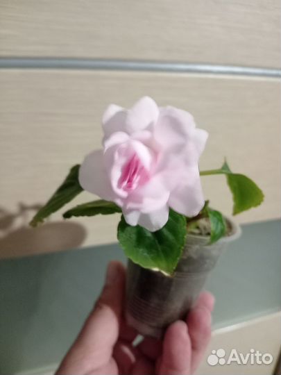 Бальзамин махровый