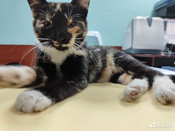 Трехцветный котенок Ириска в дар