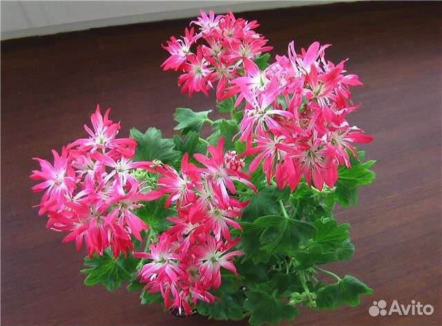 Пеларгонии в ассортименте