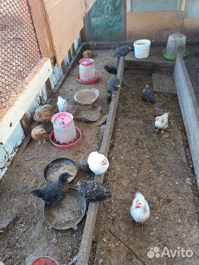 Продам индоуток. Вывод 4 апреля