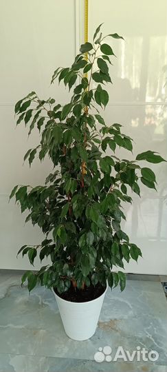 Комнатные растения цветы большие фикус