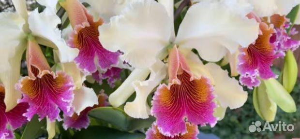 Cattleya triumphans (rex x dowiana aurea)
