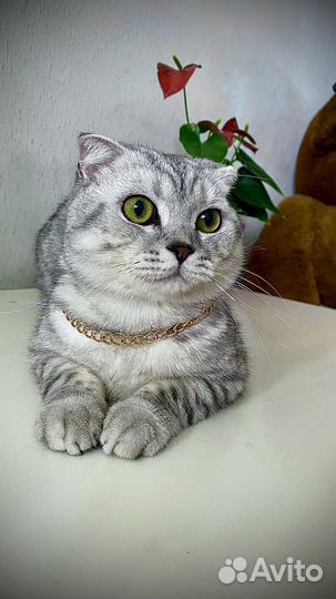 Британская шиншилла вязка