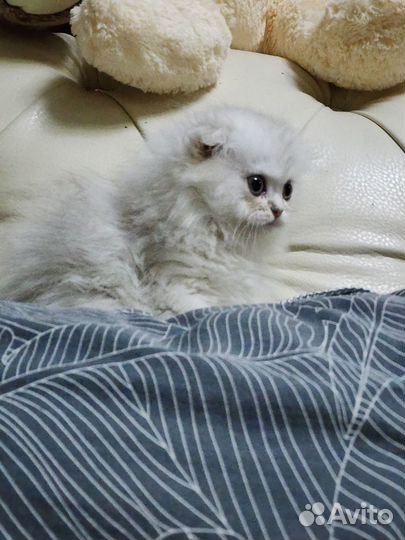 Британская длинношерстная шиншилла