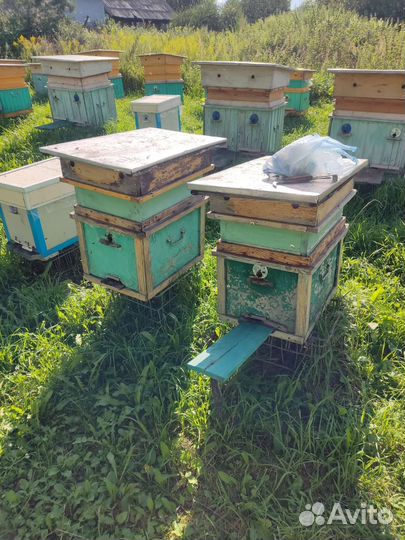 Пчелы и улья