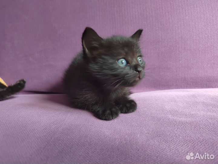 Сибирские котята