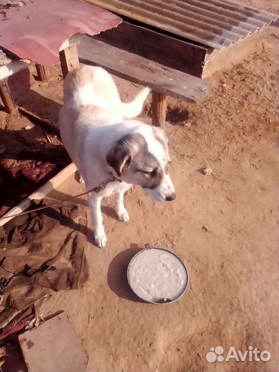 Собаки бесплатно в добрые руки