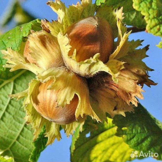 Плодовые и декоративные