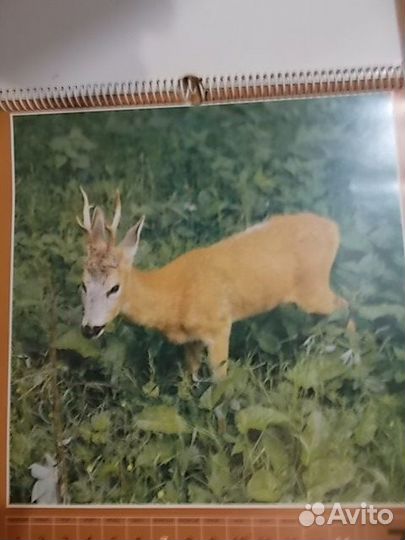 Календари настенные Ленинград 1991, Животные 1985