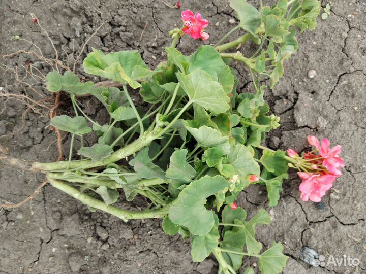 Комнатные цветы