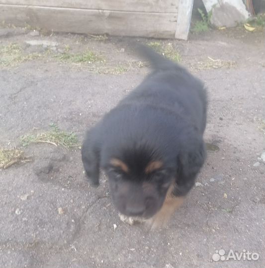 Отдам щенок мальчик