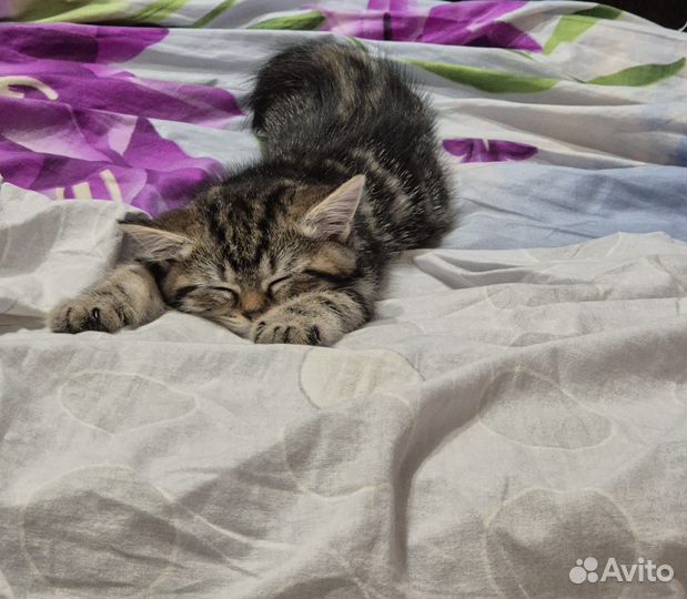 Продам котенка шотландского