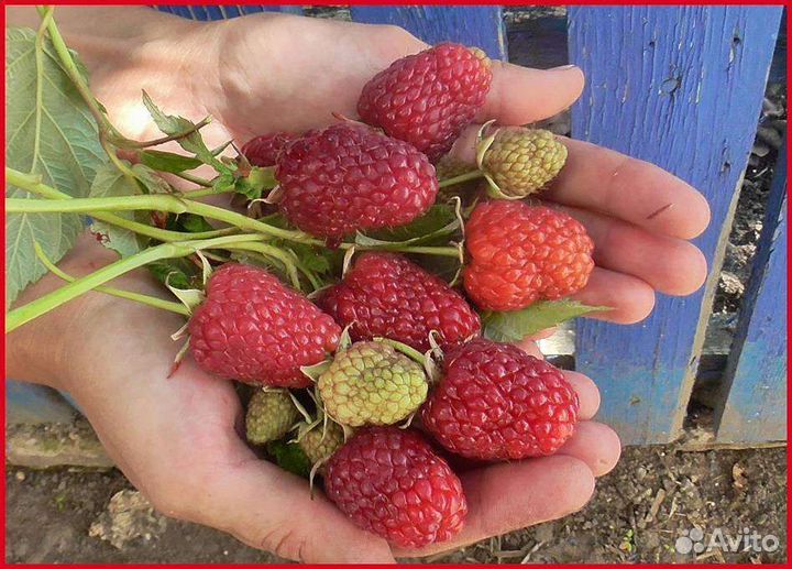 Саженцы малины, Нижегородец,Челябинская,Патриция