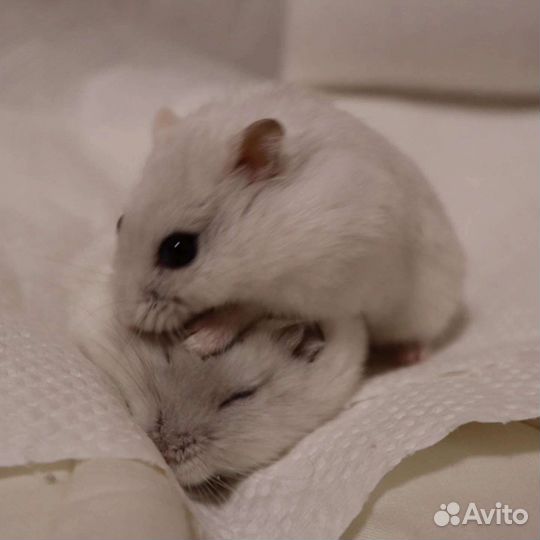 Джунгарский хомяк
