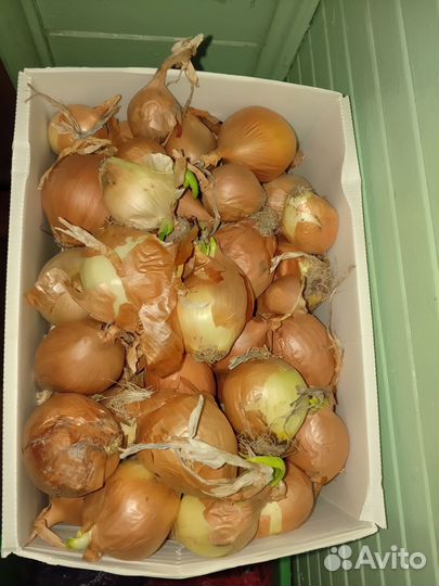 Лук