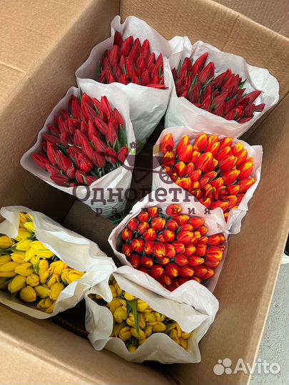 Тюльпаны от производителя