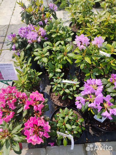 Рододендрон