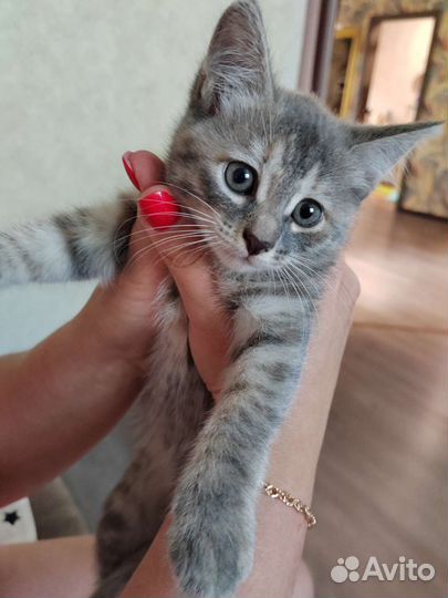 Котята бесплатно